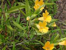 Beautiful wild flowers 